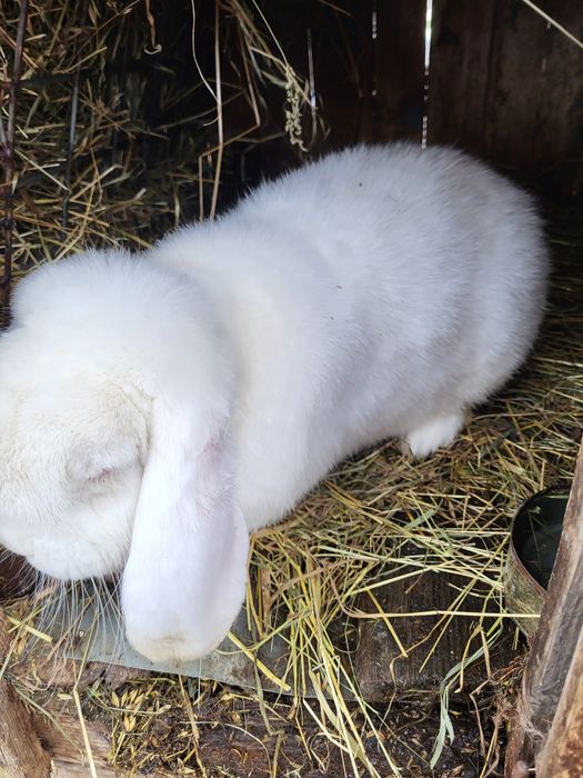 Iepuri Berbec german