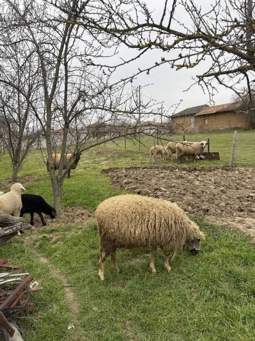 Продават се овце и агнета от лично стопанство