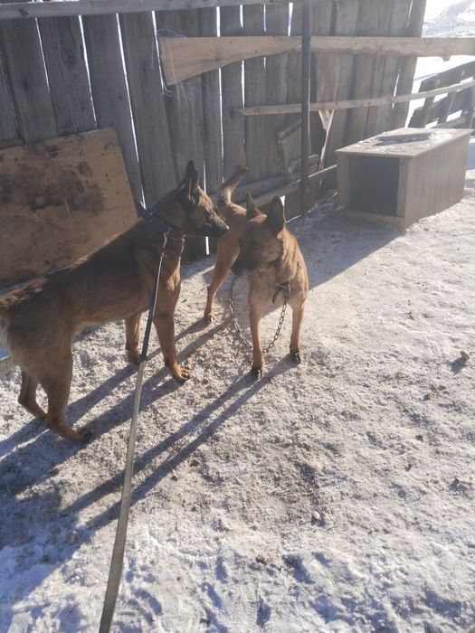 Продам 2-х Бельгийскую овчарку Малинуа