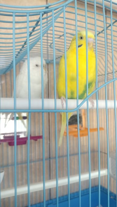 Vand pereche papagali perusi