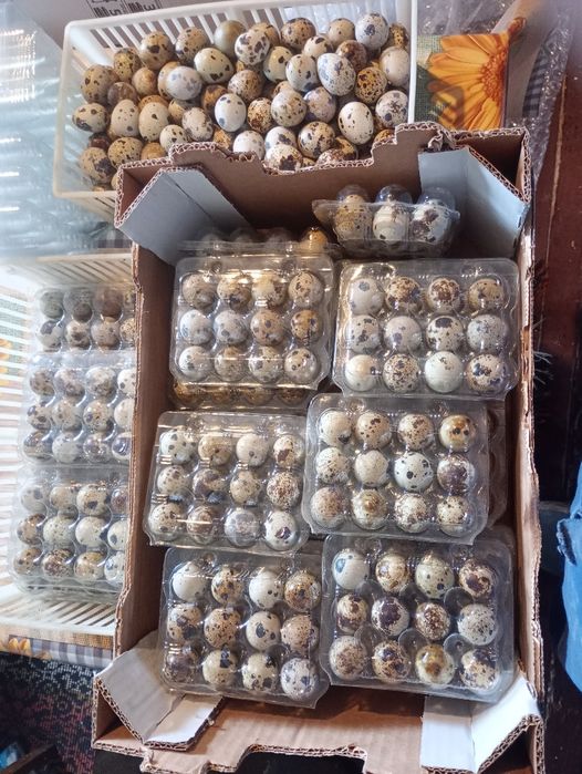 Пъдпъдъци и яйца .