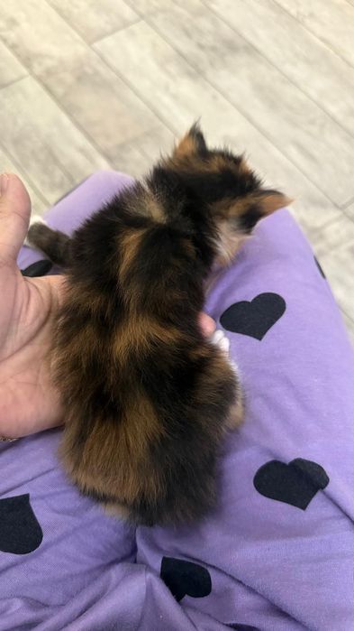 Продам катенька девочку мен куй