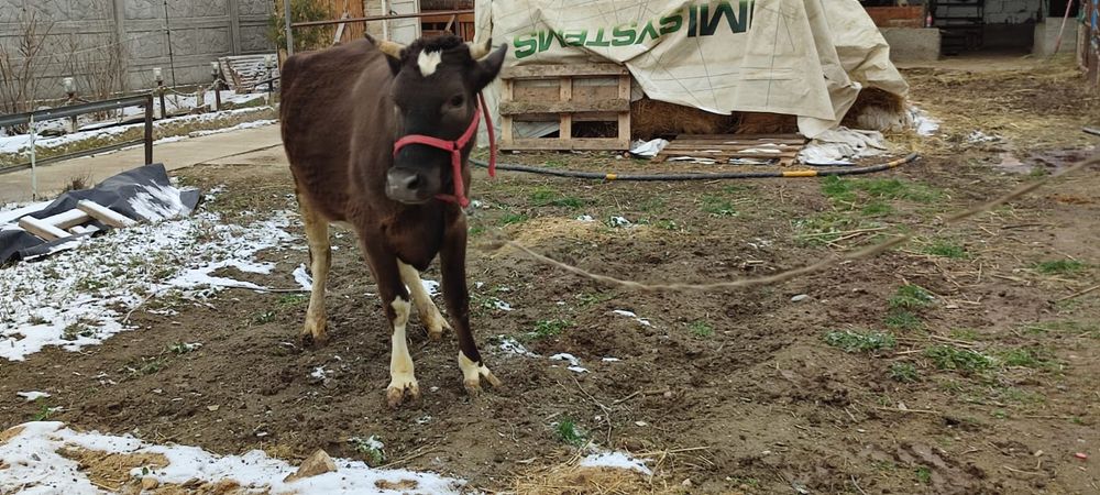 Корова продаётся