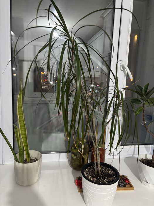 Продам продам драцену