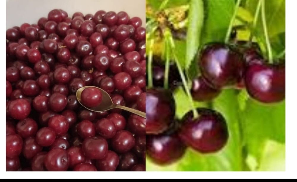 Продам саженцы Клубники