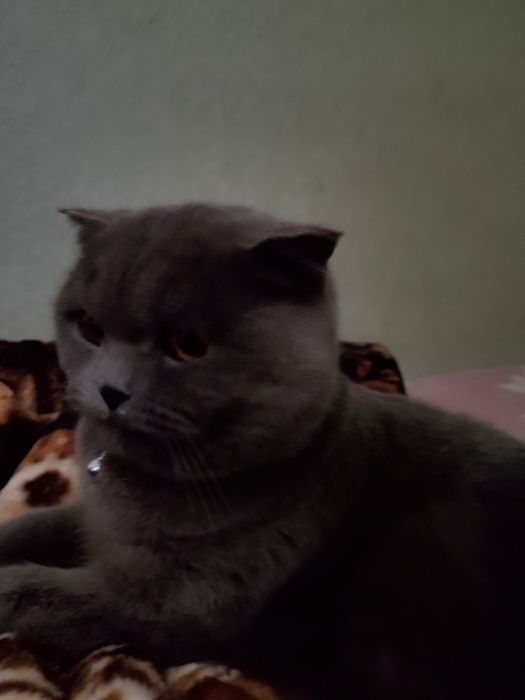 2 oylik mushuklar: erkak va ayollar mavjud