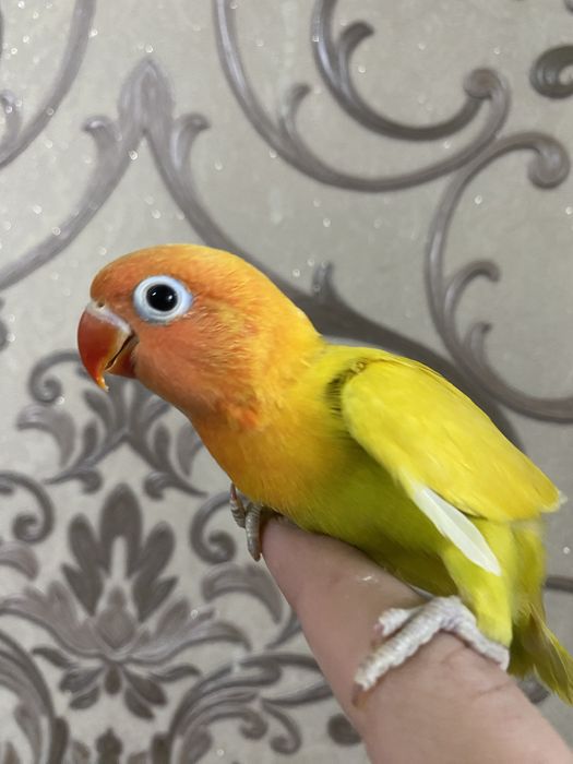 Ruchnoy popugay sotiladi