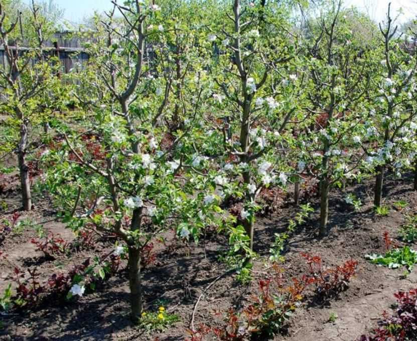 Intretinere gradini si spatii verzi, pomi, gazon