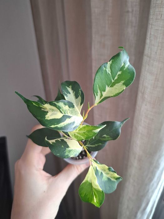 Продам черенок фикуса