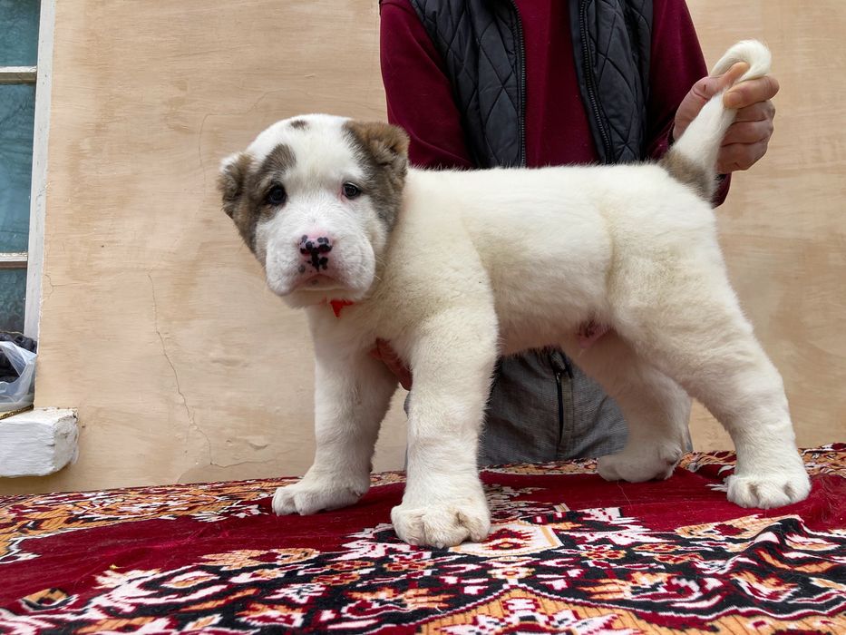 Щенок Алабая ( супер Гигант ) чистокровный