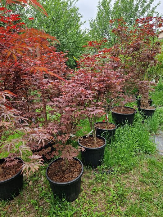 Artari japonezi  în stoc!