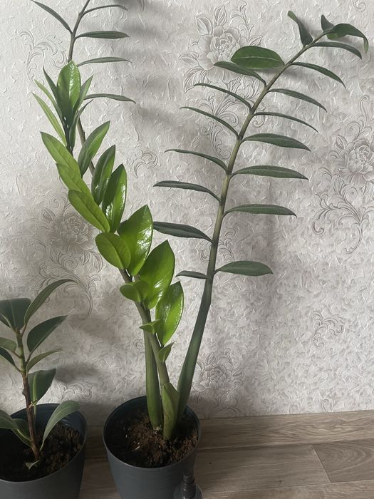 Продам комнатные цветы