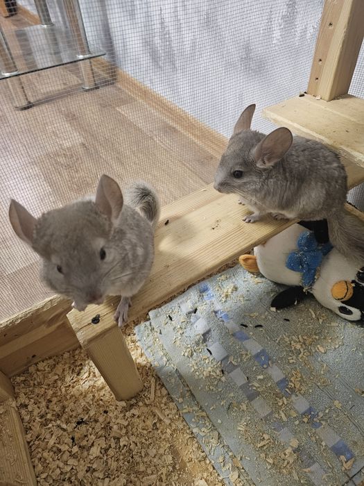 Шиншилла с клеткой !