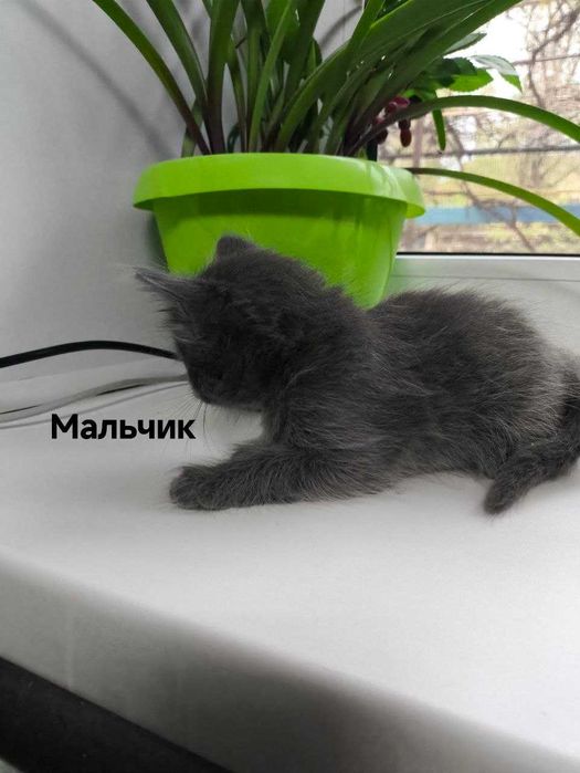 Отдам котят в добрые руки