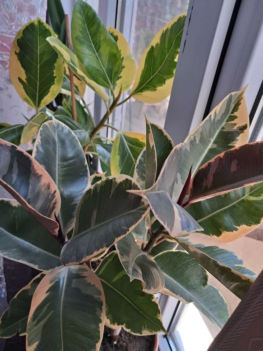 Фикусы разные доллары