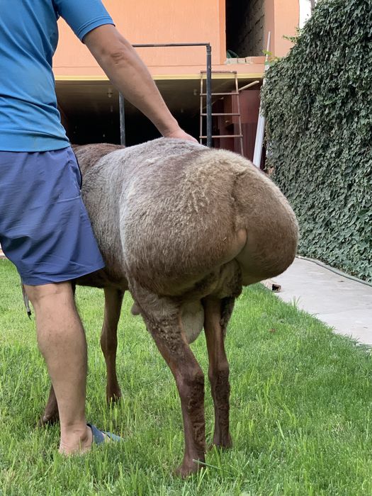 Qoy Arashan Sotiladi  Арашан парода прадается