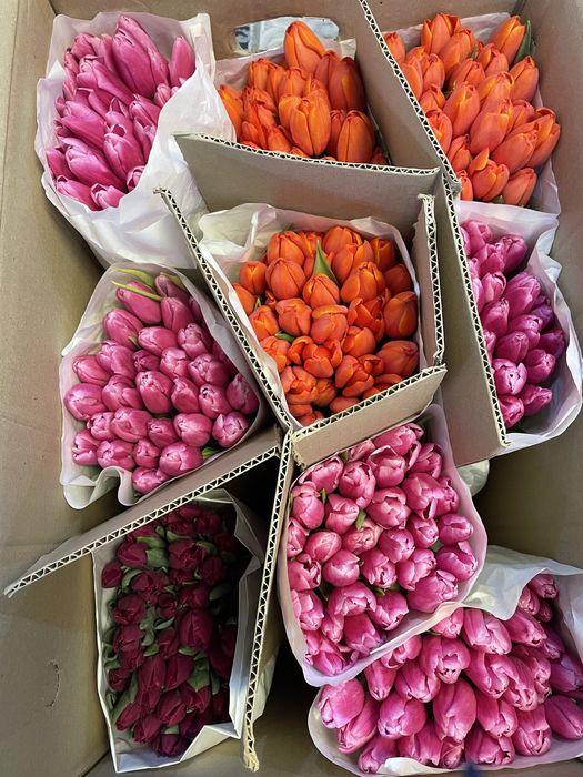 Тюльпаны 800 на как кск каибекова 373