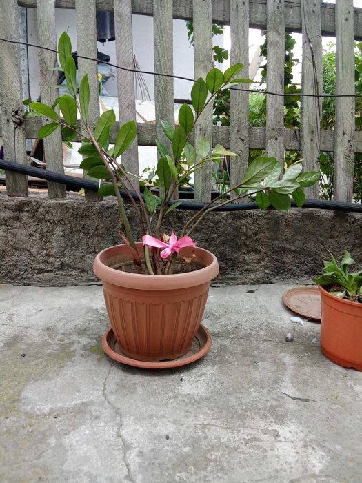 Цветок. Денежное дерево