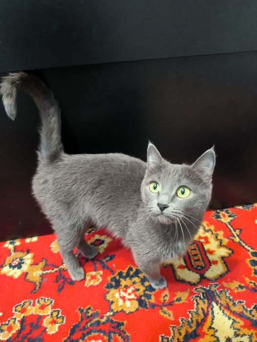 Отдам в добрые руки