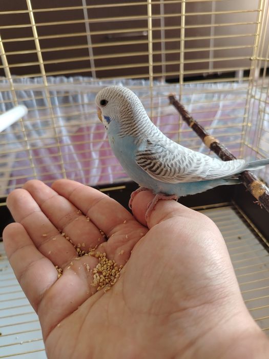 ручной волнистый