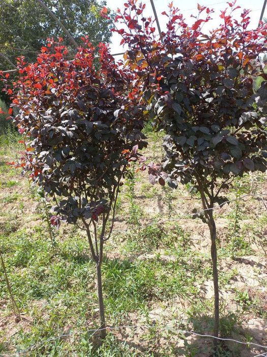 Олча писсарди навли кучатлари