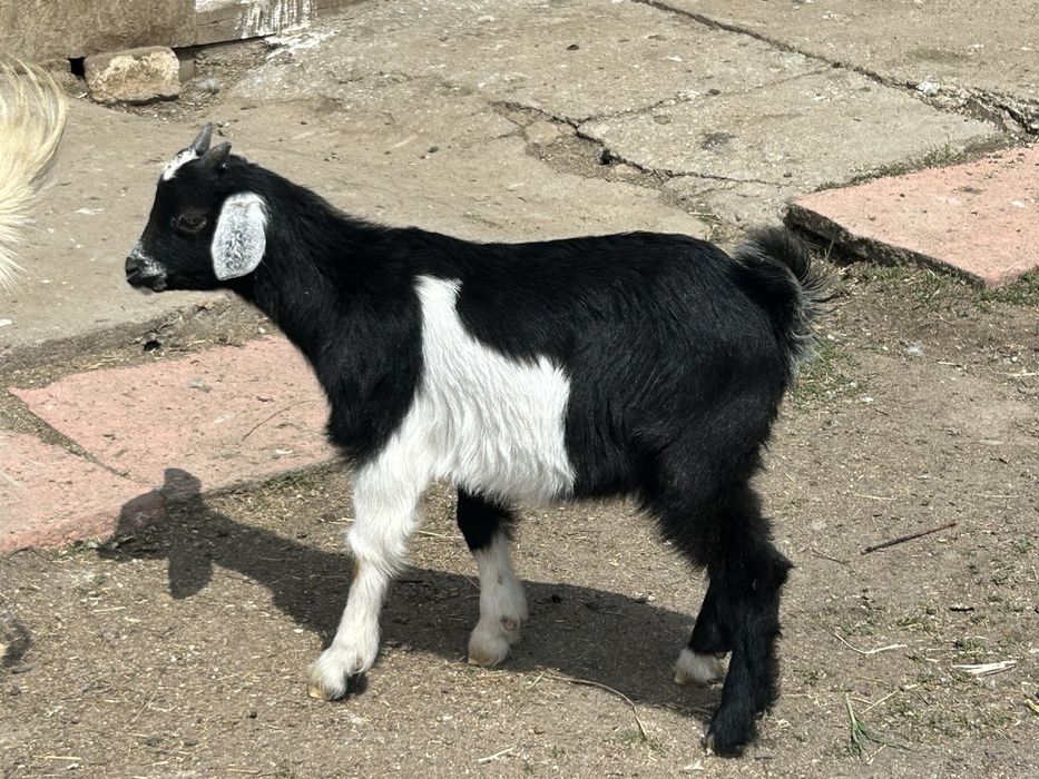 Tapisori metis anglonubian