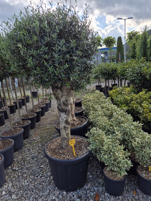 Plante de grădină