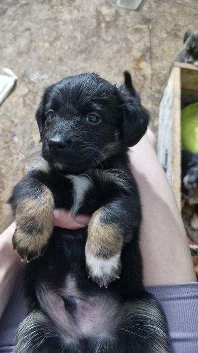 Щенки в добрые руки