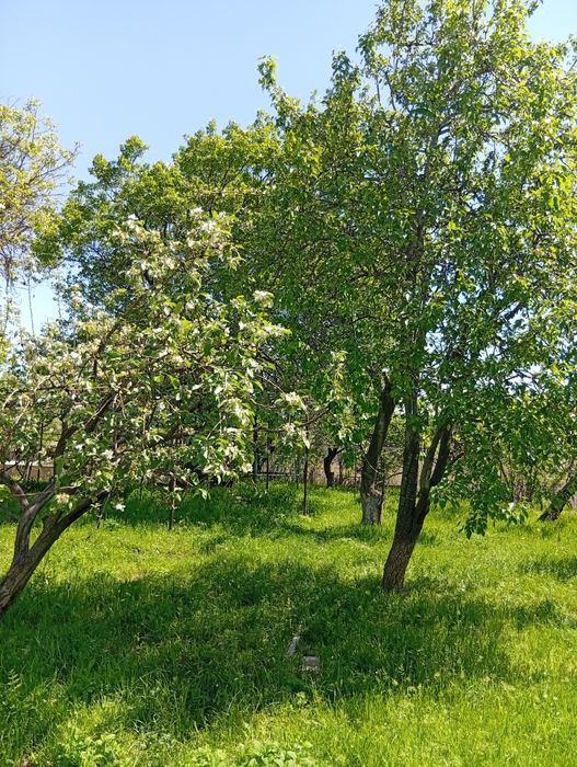 Продается дачный участок в городе Газалкент7,600 соток. Бассейн, сад,