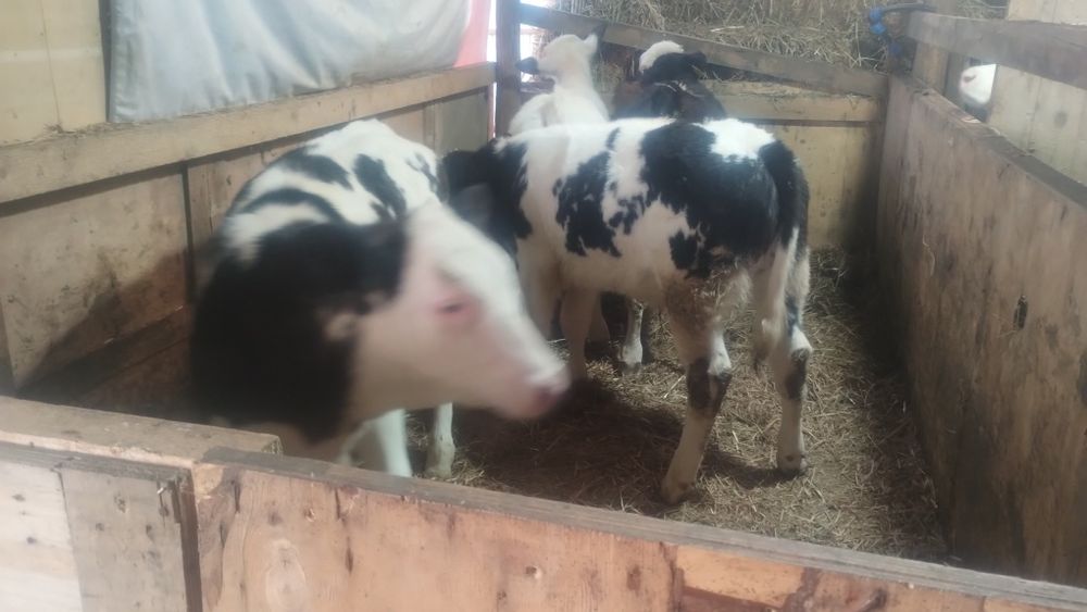 De vânzare 3 vitei și o vițea