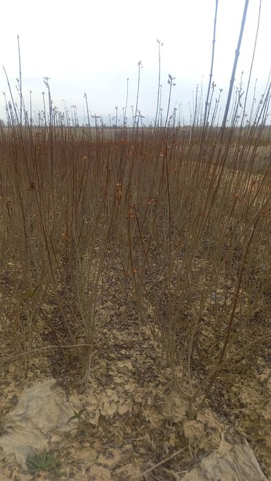 Бирьючина оптом     .