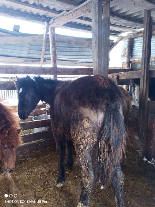 Продам тайчики (девочки)