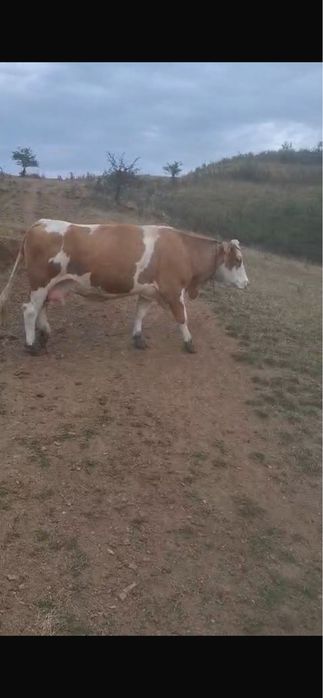 Vaca de abator de vanzare