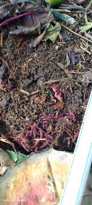 Тоза Биогумус. Toza Biogumus