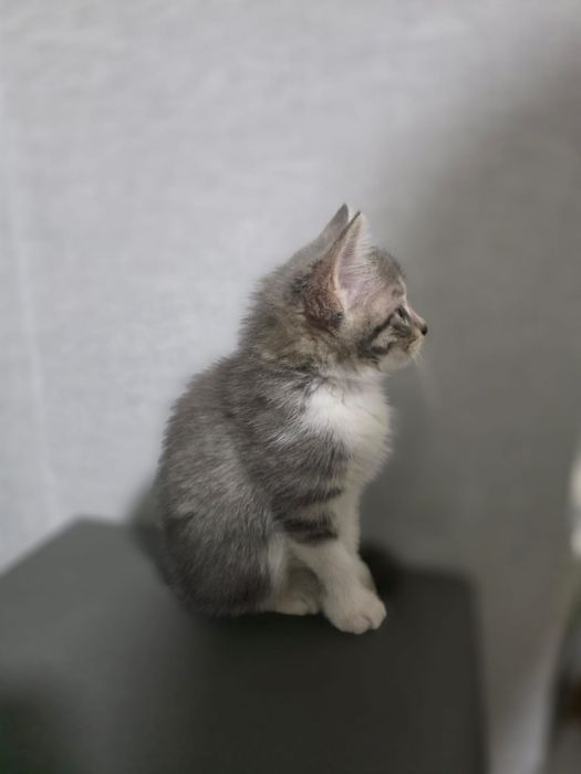 Продаётся котёнок девочка