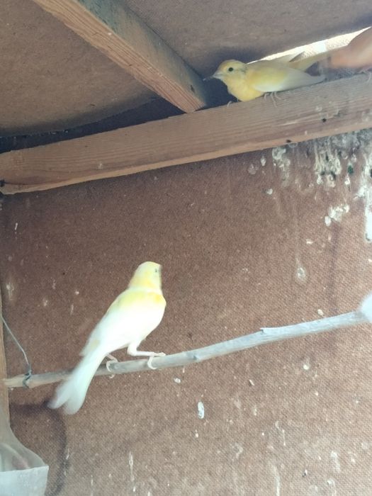 Канарейка бартер на кур