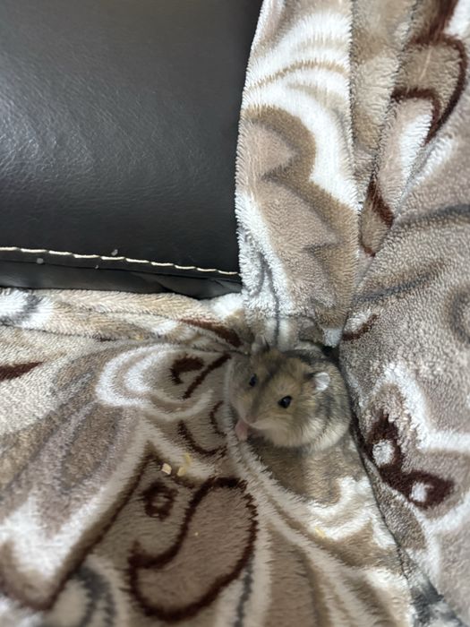 Donez pui de hamster pitic