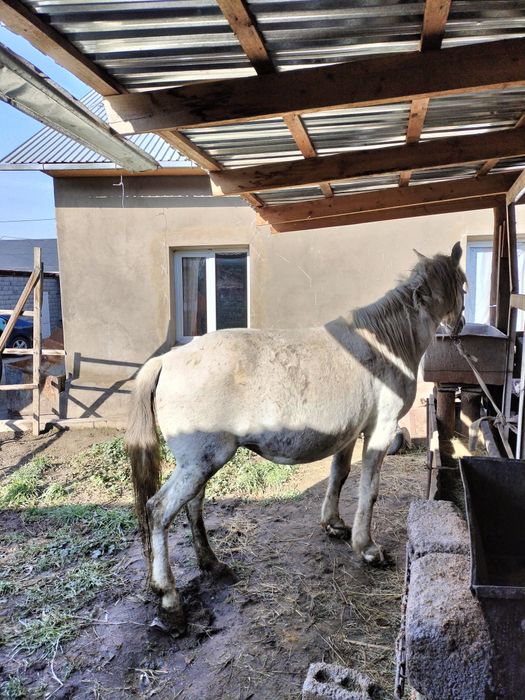 Биелер 3 2 буаз 1 бордакы 1 тай