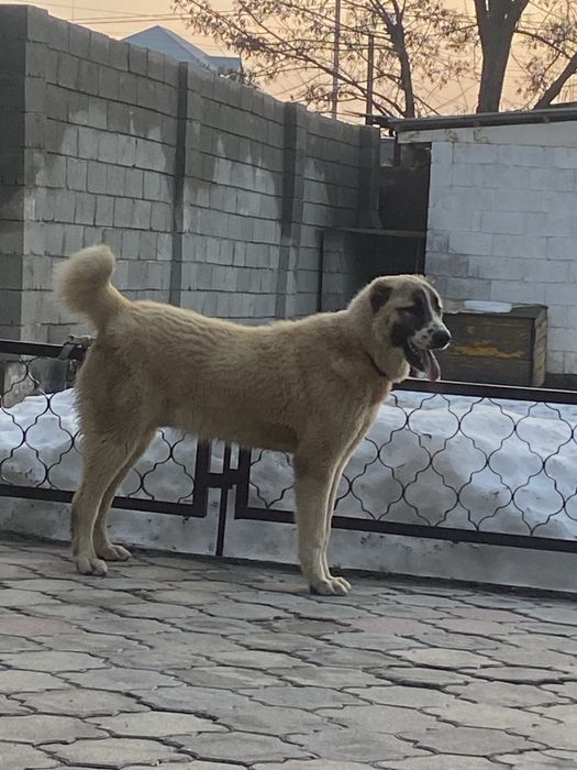 тобет 10 айлык сатылады