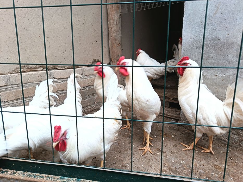 Леггорн стандарт ху́розлари сотилади...