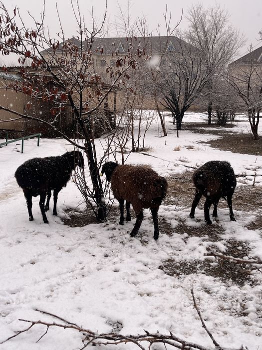 Қошқар сатылады бордақы