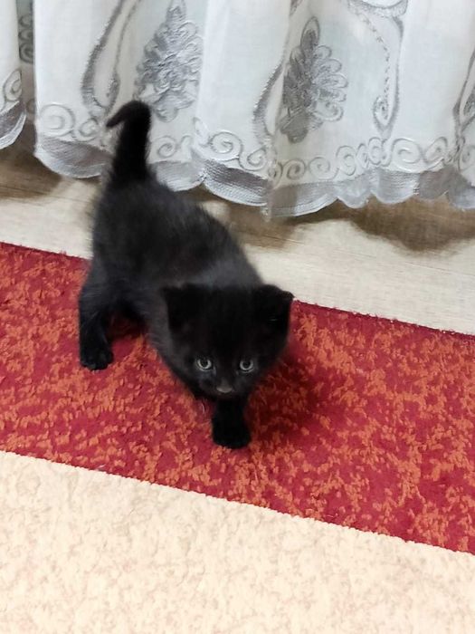 Отдам котят, мальчик/девочка