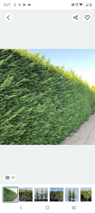 Leylandii Ornamentali - Diverse Dimensiuni | Transport Inclus