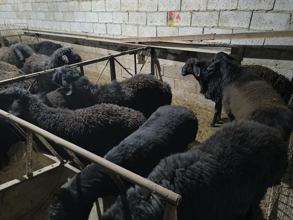 Кучкорлар сотилади