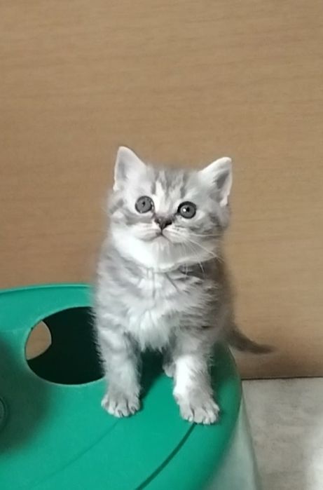 Шотландскае Скоттиш страйт