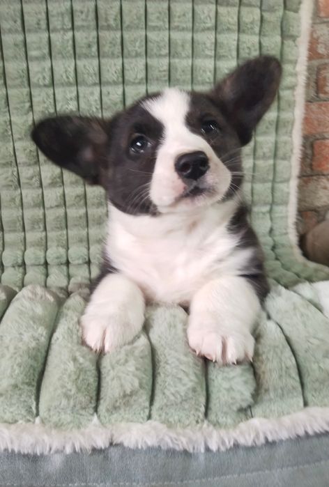 Щенки вельш корги кардиган