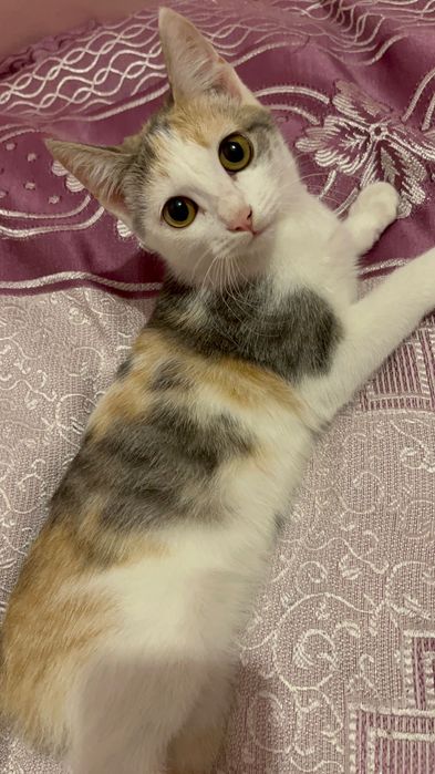 Девочка котенок 4 мес