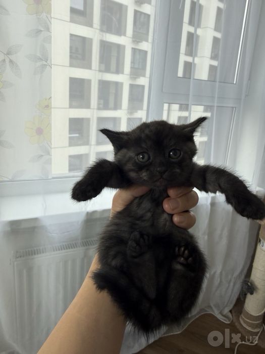 Toza zotli Britan va Shotland mushukchalari! Британские котята