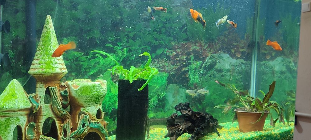 Аквариум заводской