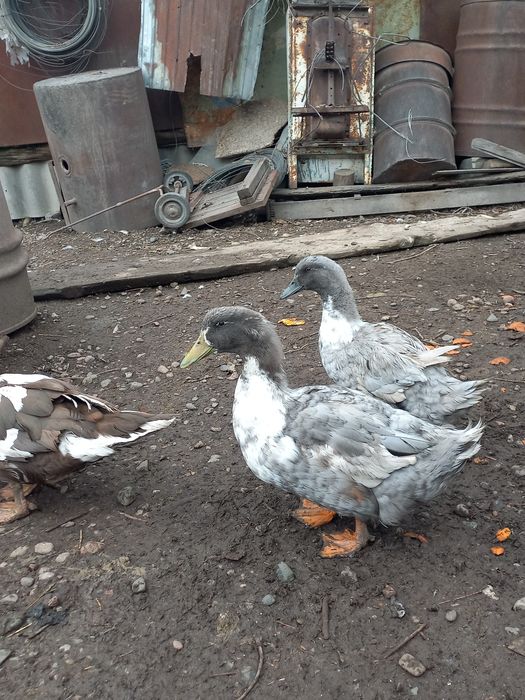 Продаю уток две пары.